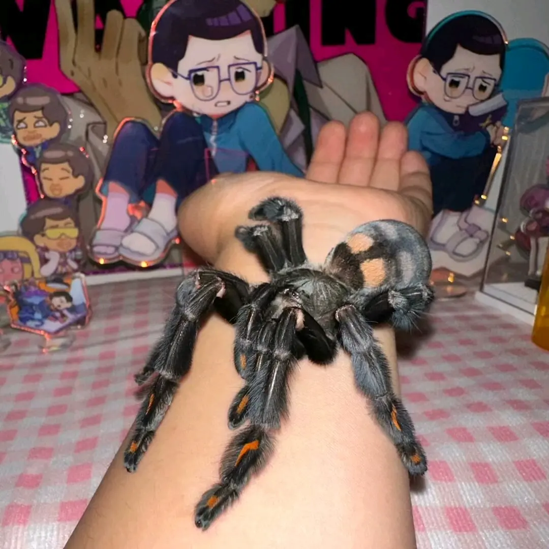 家里的蜘蛛合集