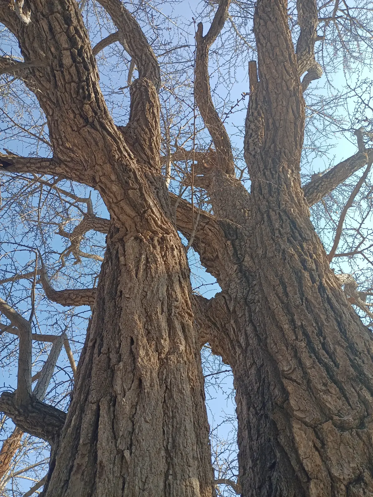 千年银杏树枝干美