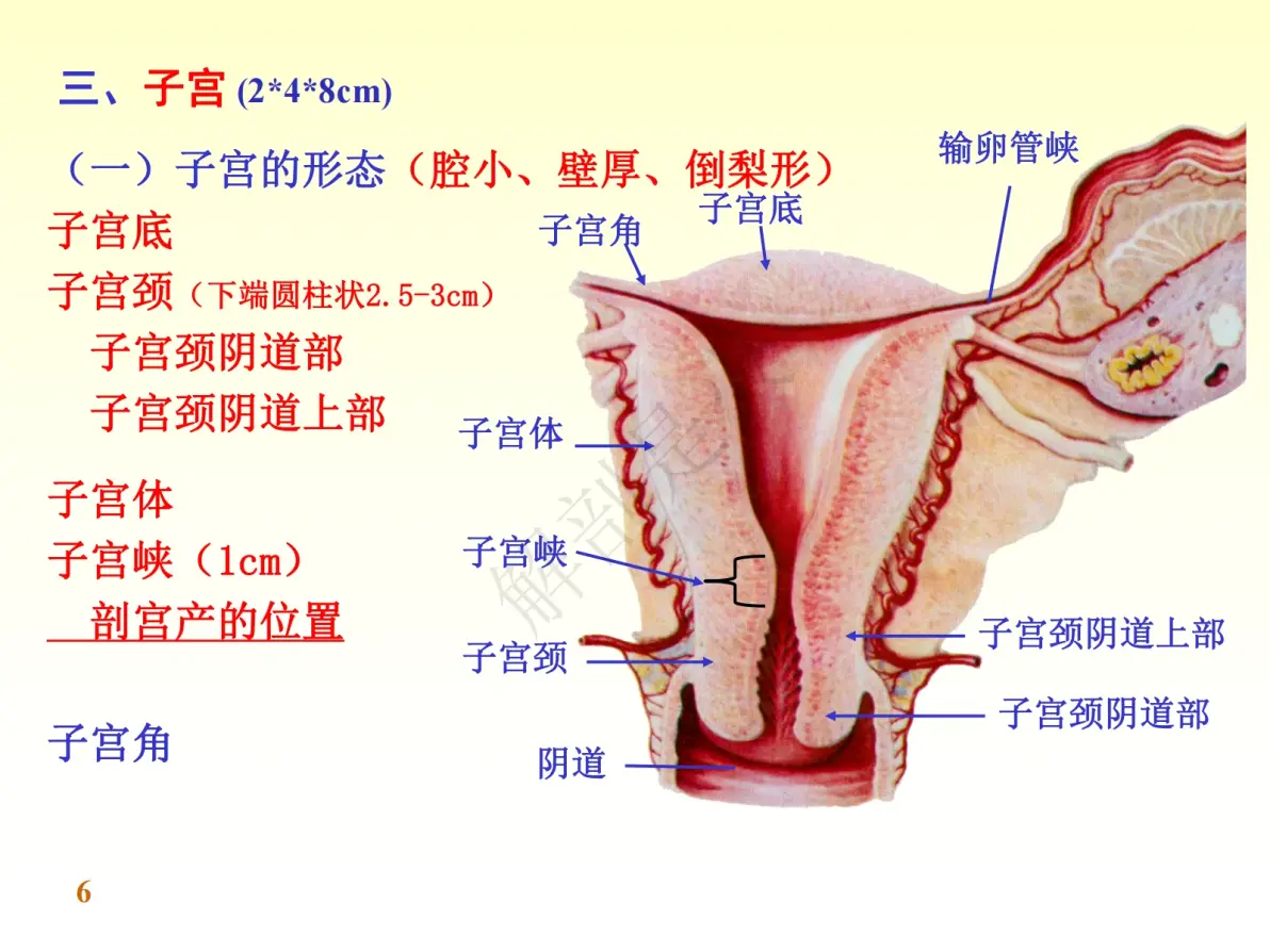 女性生殖系统2024年11月09日 07:14解剖是火
