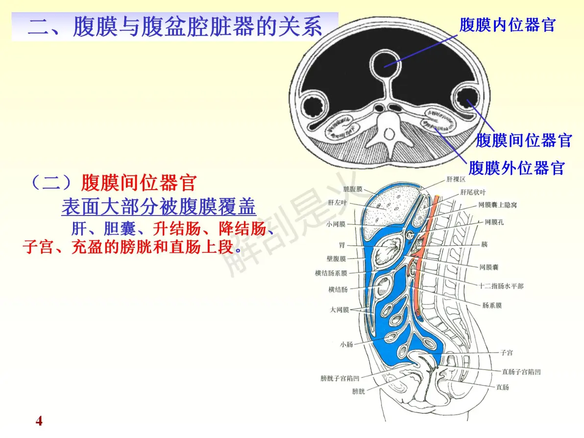 腹膜ppt - 哔哩哔哩