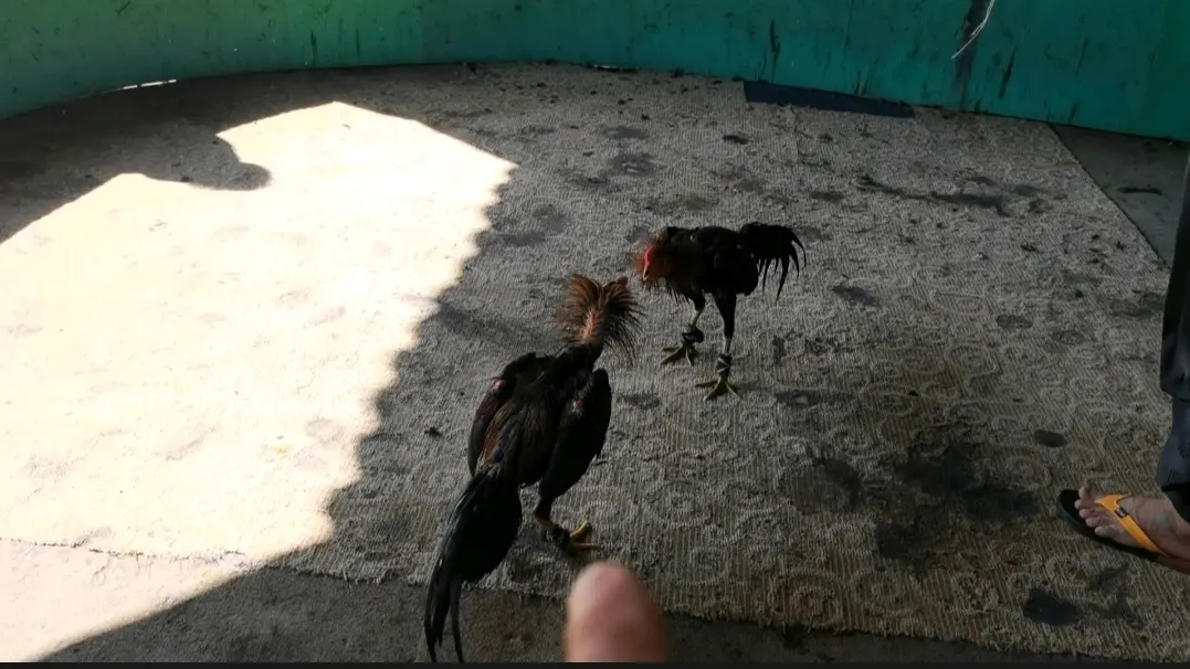 中国四大斗鸡品系之一,西双版纳斗鸡,国家级畜牧资源保护名录 - 哔哩