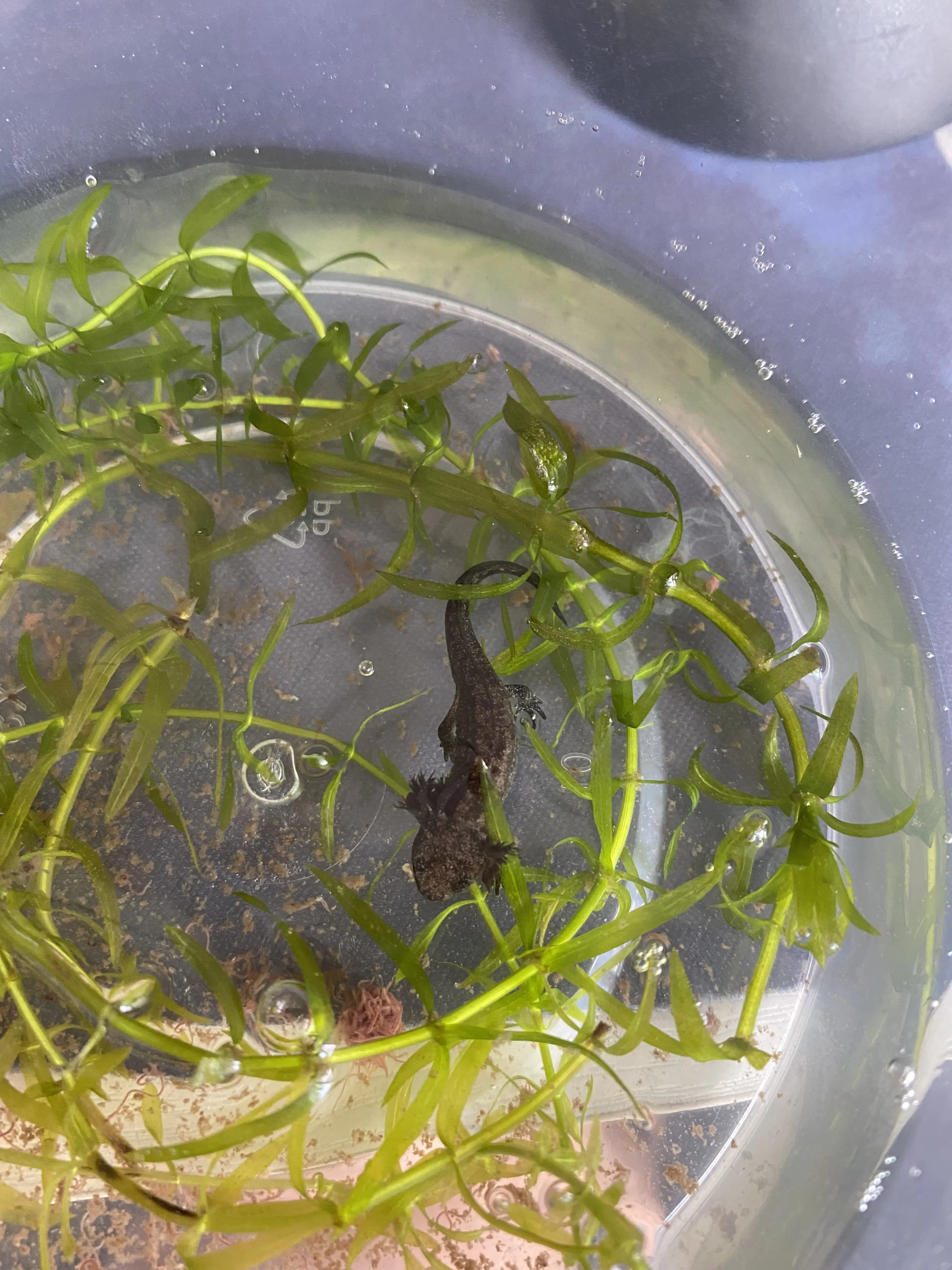 东方蝾螈蝌蚪带苗指南及上岸苗三阶段饲养法(个人经验总结)