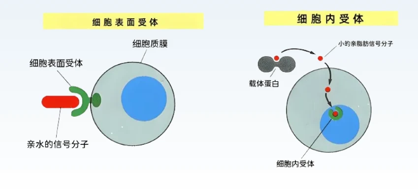 受体全攻略:细胞信号传导的分子基础 - 哔哩哔哩