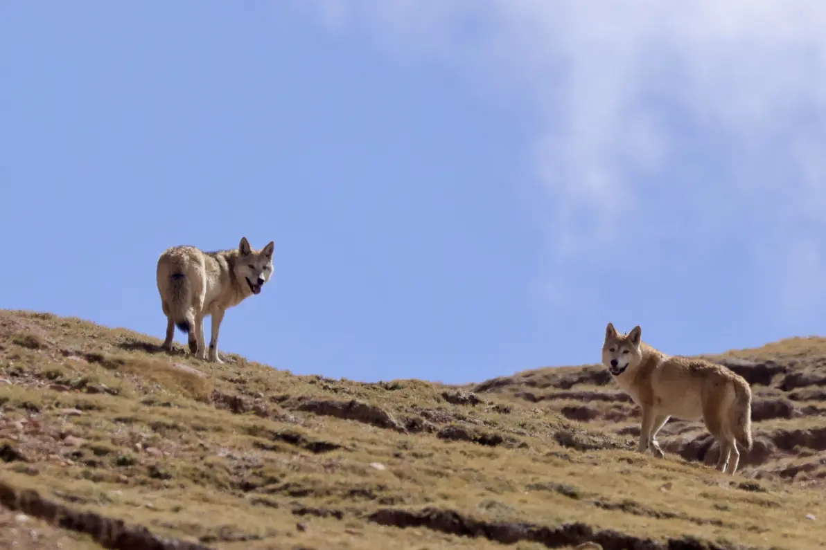 我眼中青藏高原的狼之现状