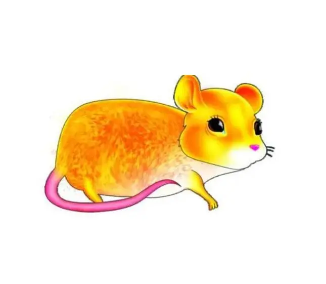 麦玲玲生肖鼠的运势如何(麦玲玲讲解生肖鼠)