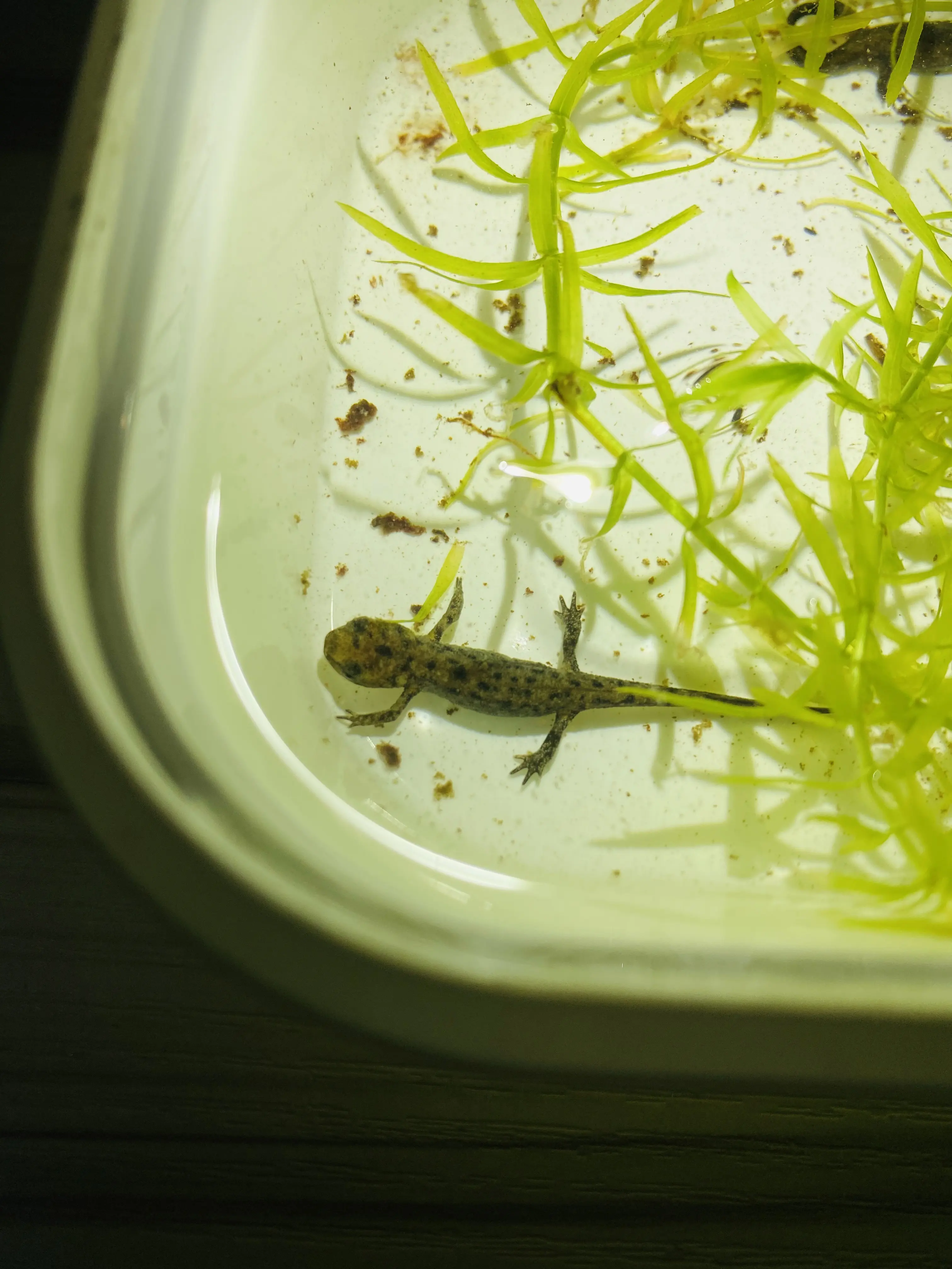 东方蝾螈蝌蚪带苗指南及上岸苗三阶段饲养法(个人经验总结)