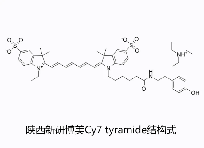 Cy7 TSA与Sulfo-Cy7 TSA的核心功能与应用场景 - 哔哩哔哩