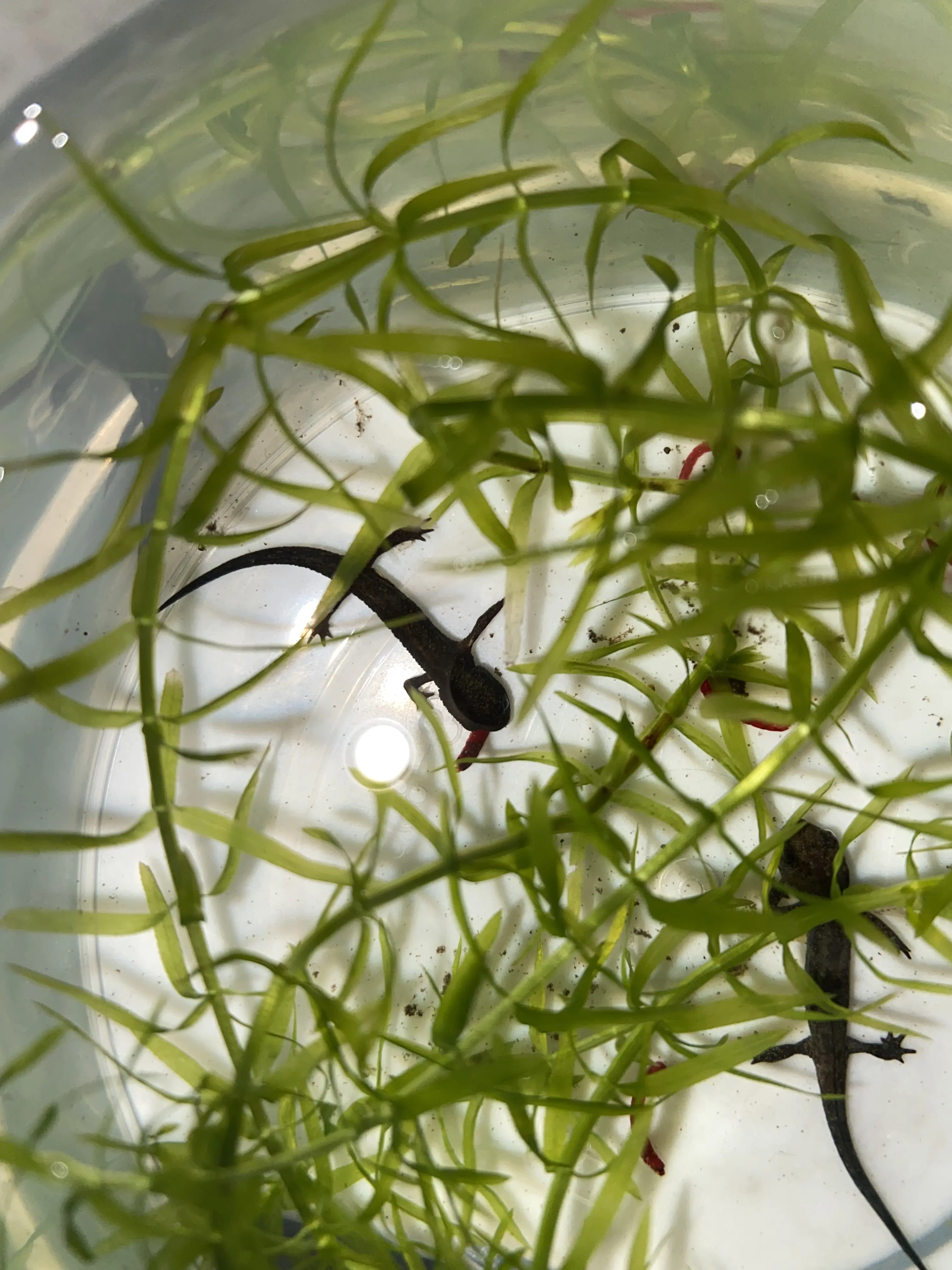 东方蝾螈蝌蚪带苗指南及上岸苗三阶段饲养法(个人经验总结)