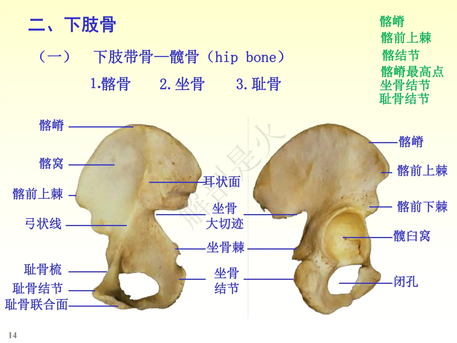 骨学ppt图片