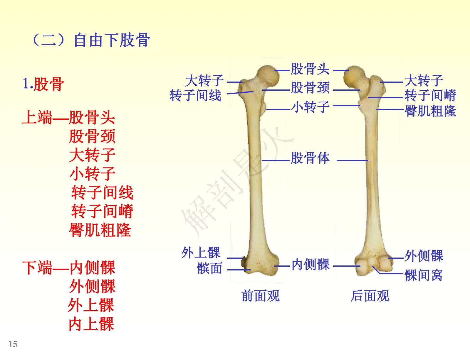 骨学ppt图片