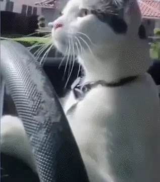 无水印的适合作为表情的猫开车表情