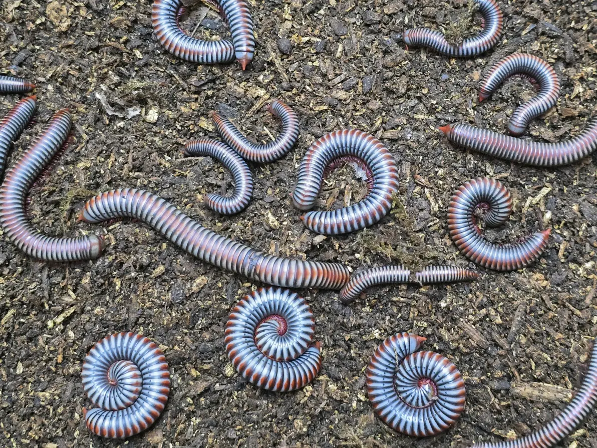 泰国彩虹马陆饲养记录