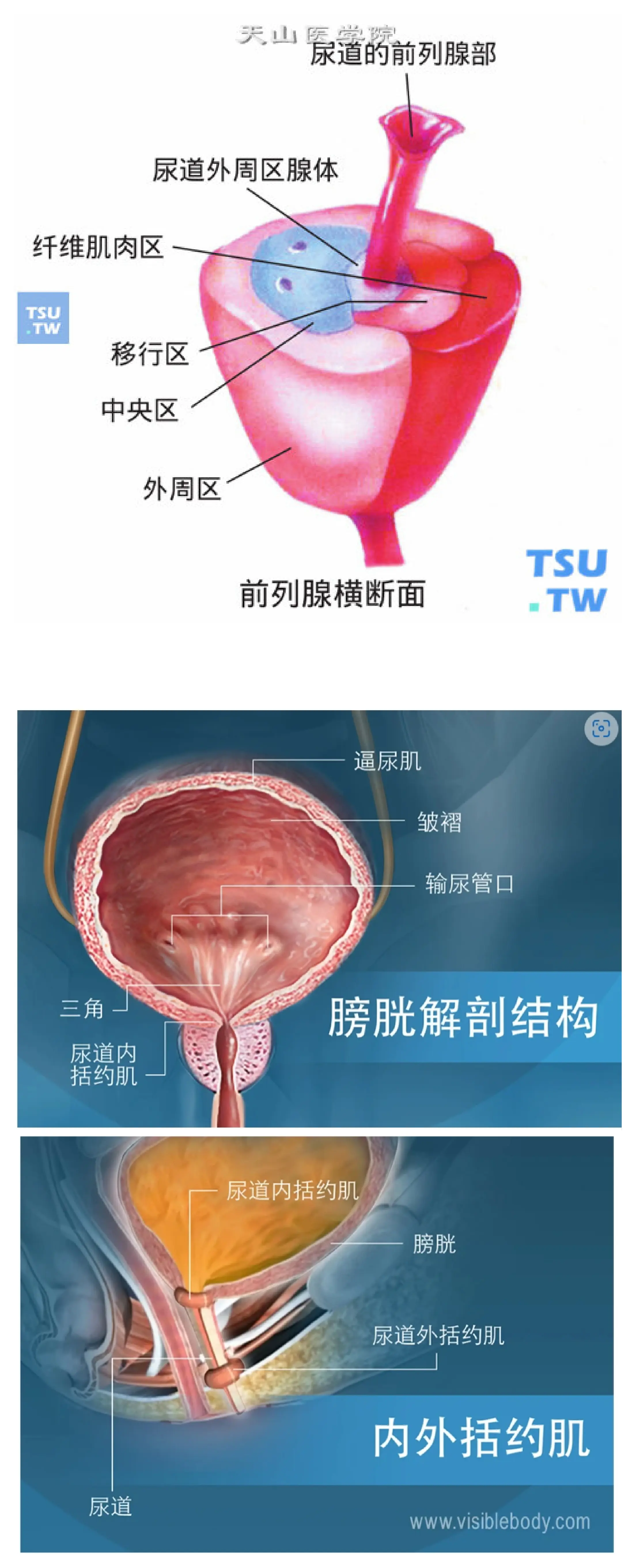 前列腺正常彩超图图片