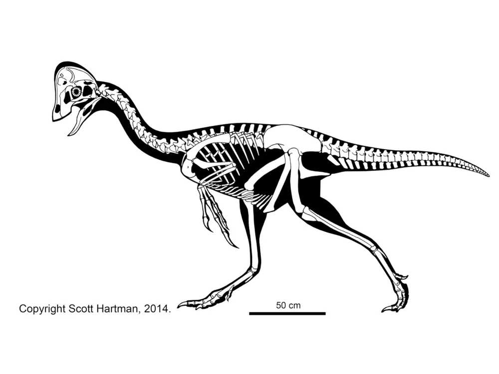 威尔森长臂猎龙(tanycolagreus topwilsoni)诺弗勒恶龙(masiakasaurus