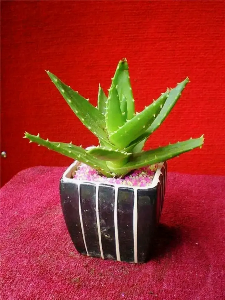 [森林之子]植物/果实原型百科:芦荟