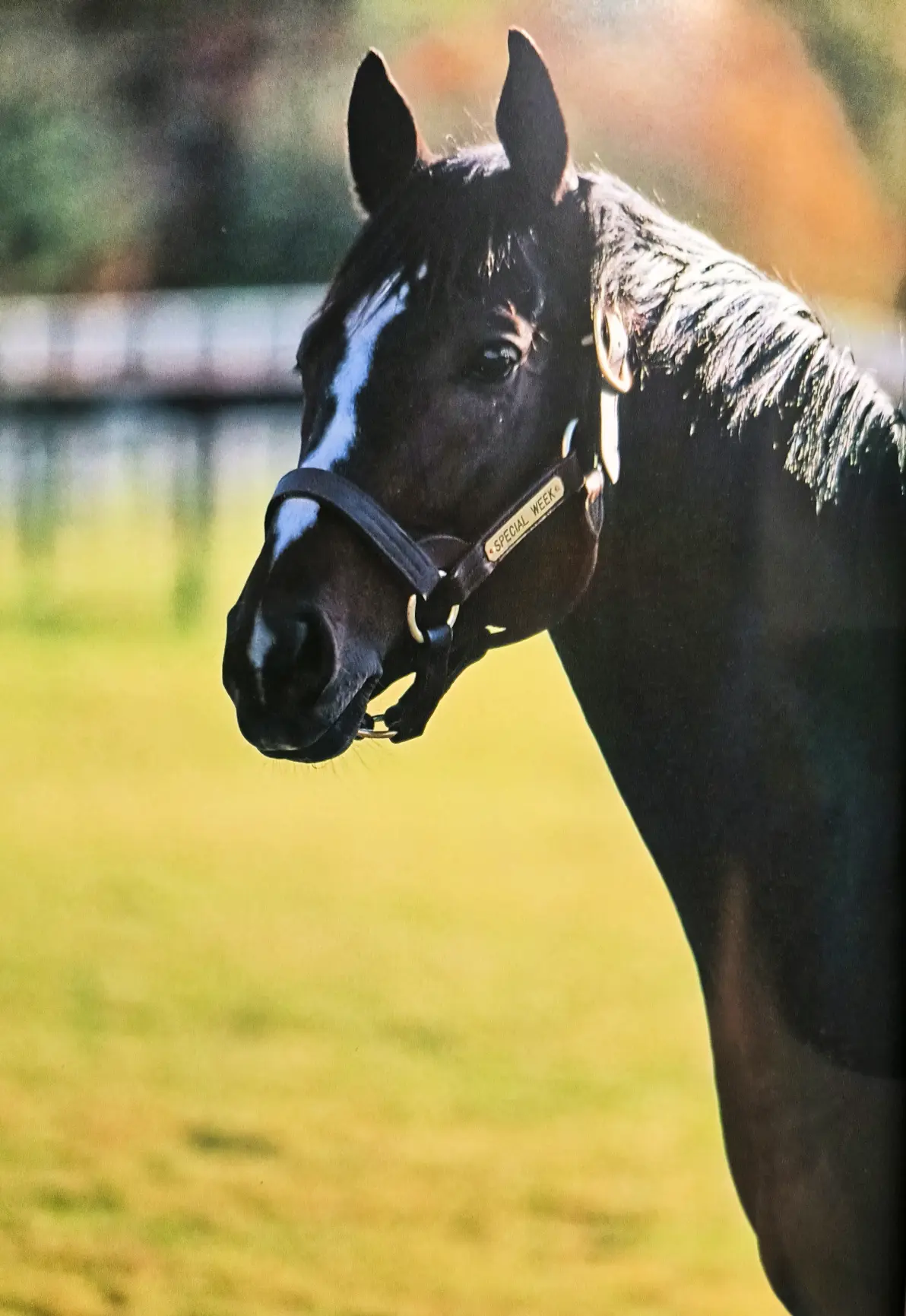 特别周写真集「赞歌」杂记