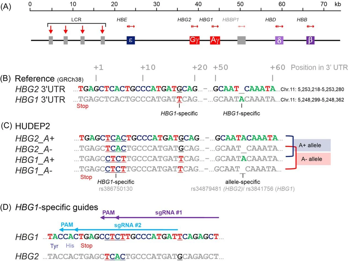 Hudep CRISPR/Cas9技术在细胞报告系统中的应用:高效率评估内源性HbF诱导剂 - 哔哩哔哩