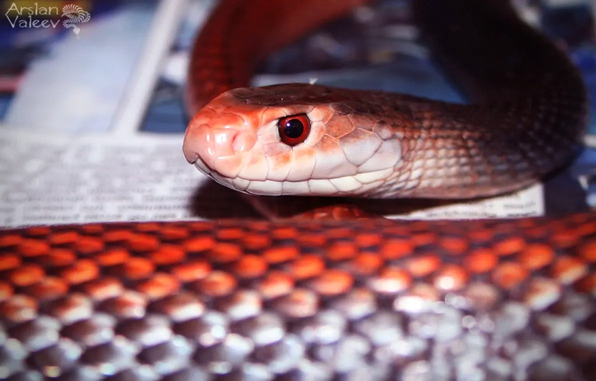 整个大洋的死神毒蛇(海岸/沿海太攀蛇)oxyuranus scutellatus