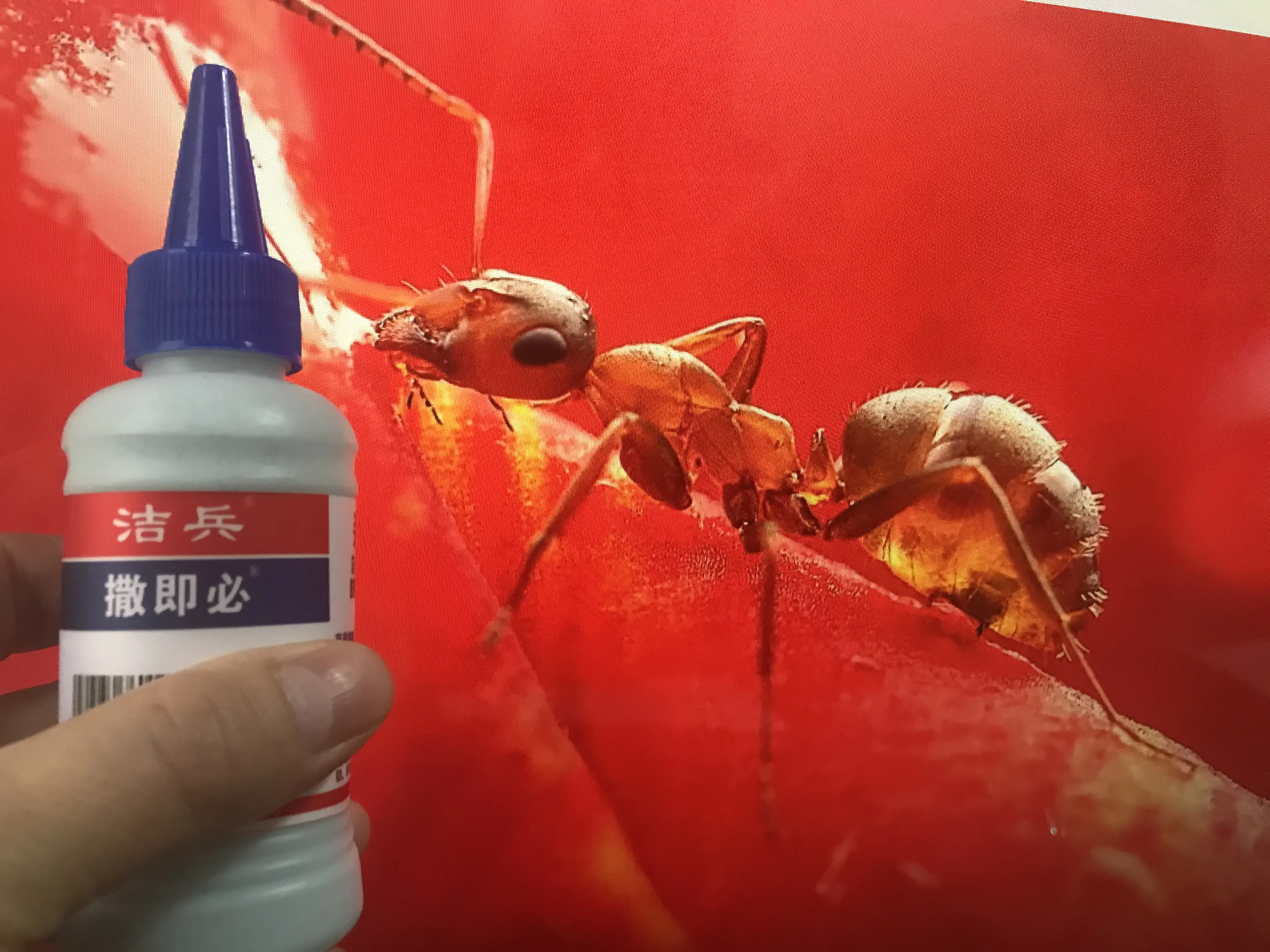 关于红蚂蚁怎么消灭,很少有人知道洗衣粉可以做到.