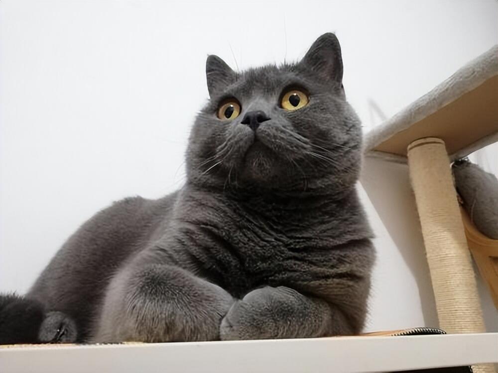 罗斯猫粮怎么样?质量好不好?2025年罗斯猫粮营养成分全解析 - 哔哩哔哩