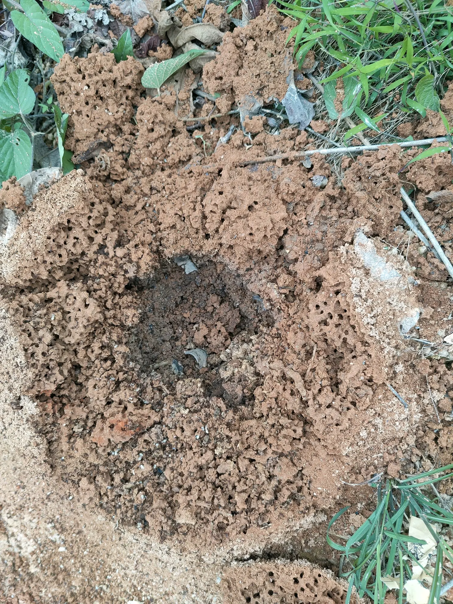 火力压制火红蚁窝