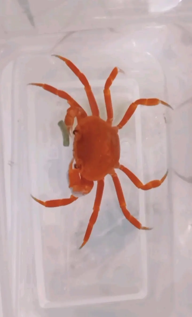南海溪蟹的分类,不要再被骗了,果绿,广州,珠海南海溪蟹都是一种溪蟹