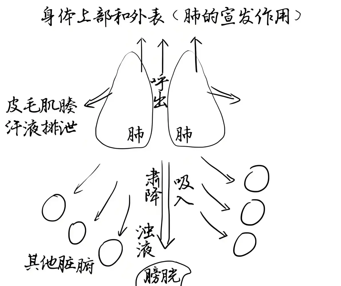 冬季咳嗽频发,中医小汤方,散寒解表止咳有奇效!