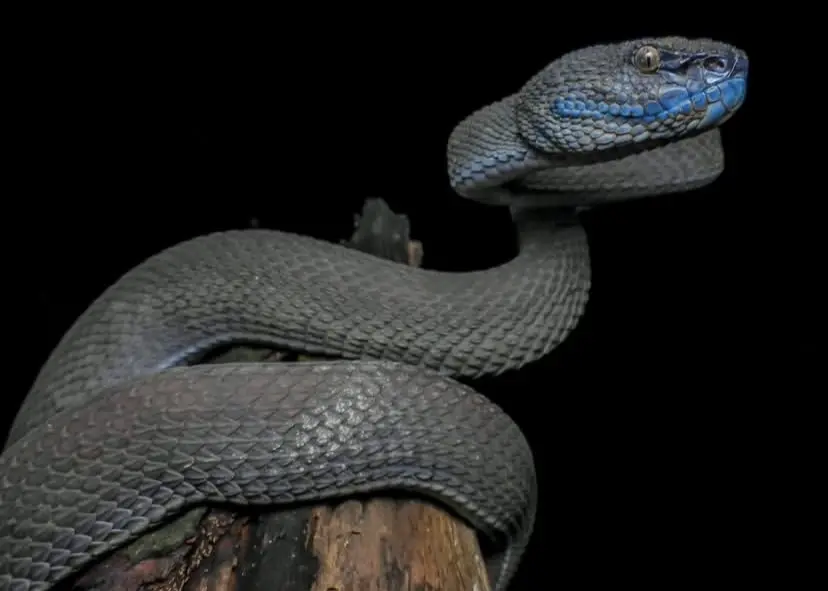 trimeresurus purpureomaculatus