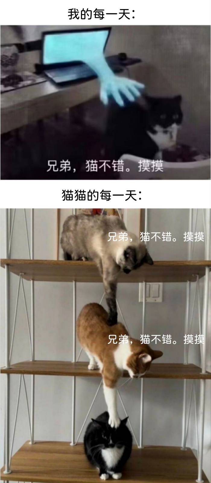 meme梗图：兄弟，猫不错，摸摸 - 哔哩哔哩