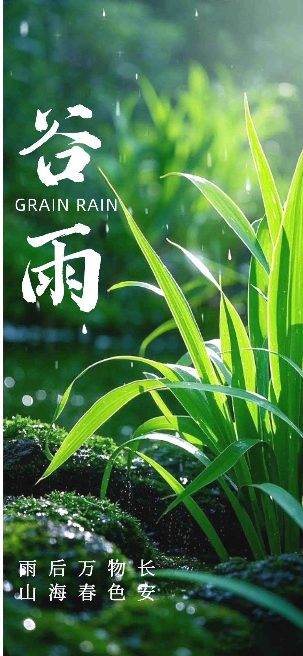 传统二十四节气 ii 谷雨至 春渐隐 夏意浓