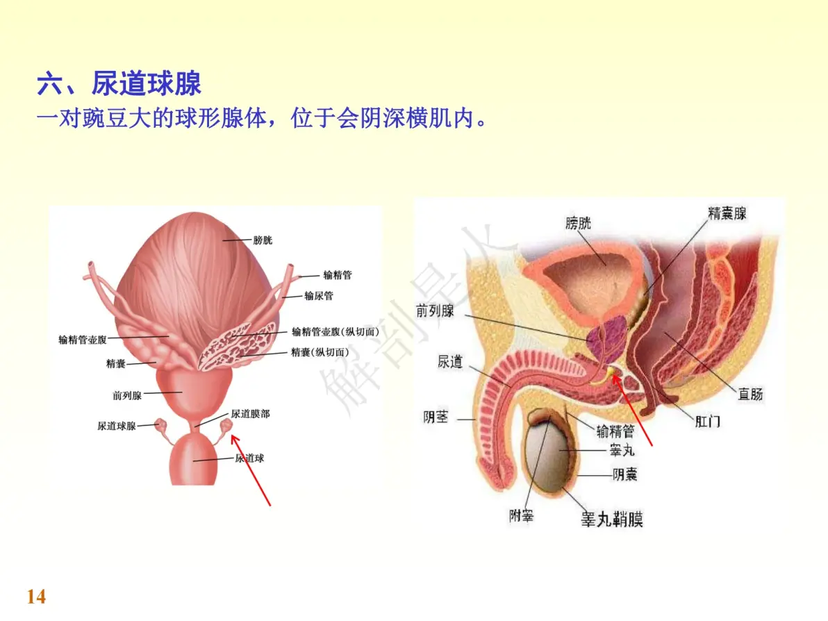 男性生殖系统2024年11月09日 07:12解剖是火