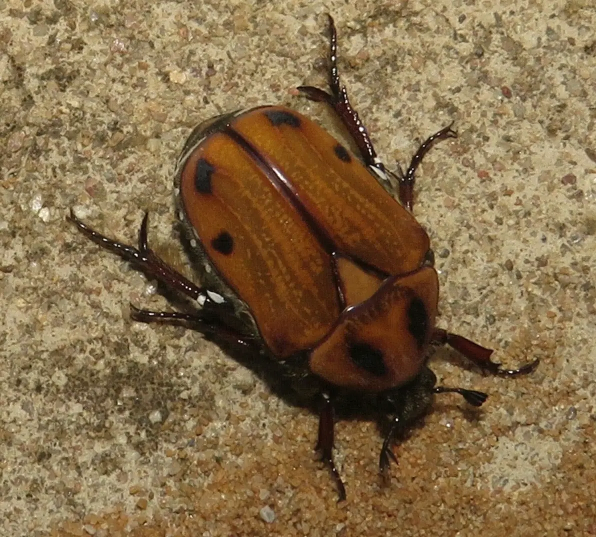 atrichiana属花金龟种类整理及简介