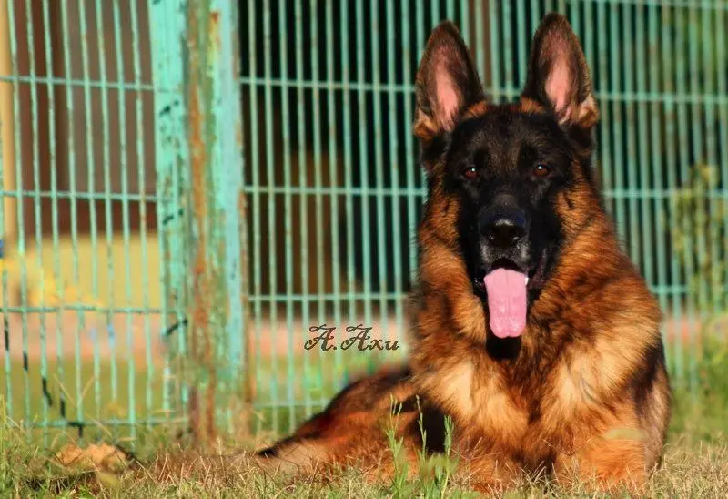 平背德牧犬舍图片