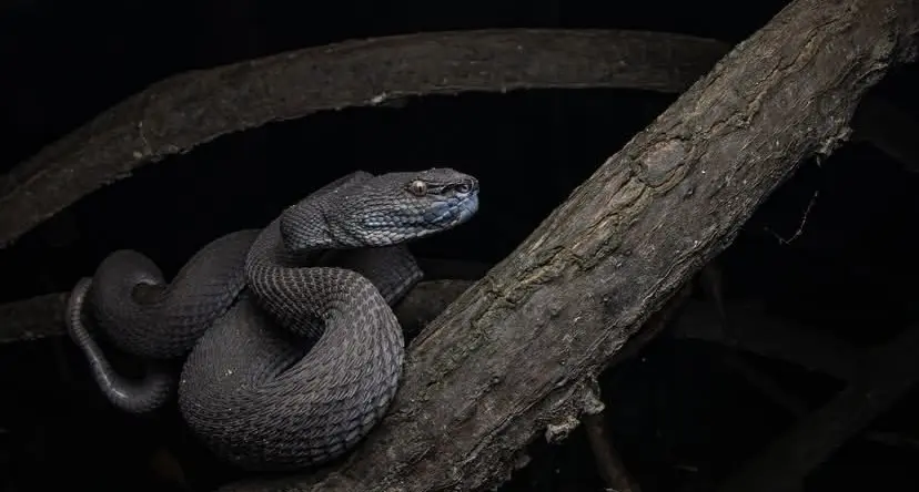 trimeresurus purpureomaculatus