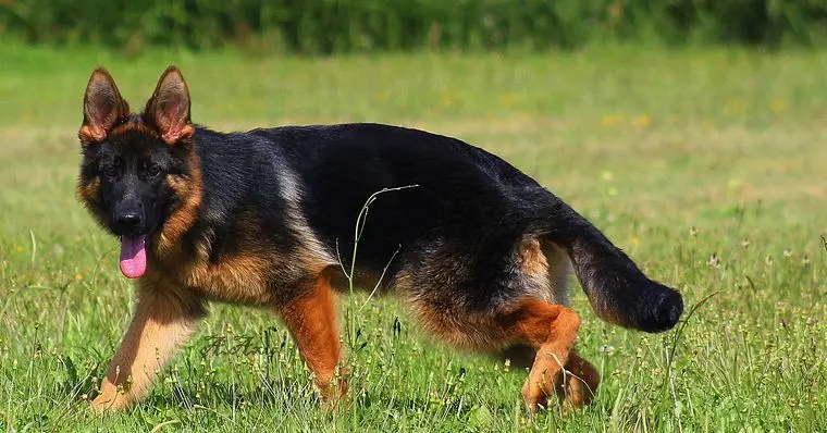 平背德牧犬舍图片