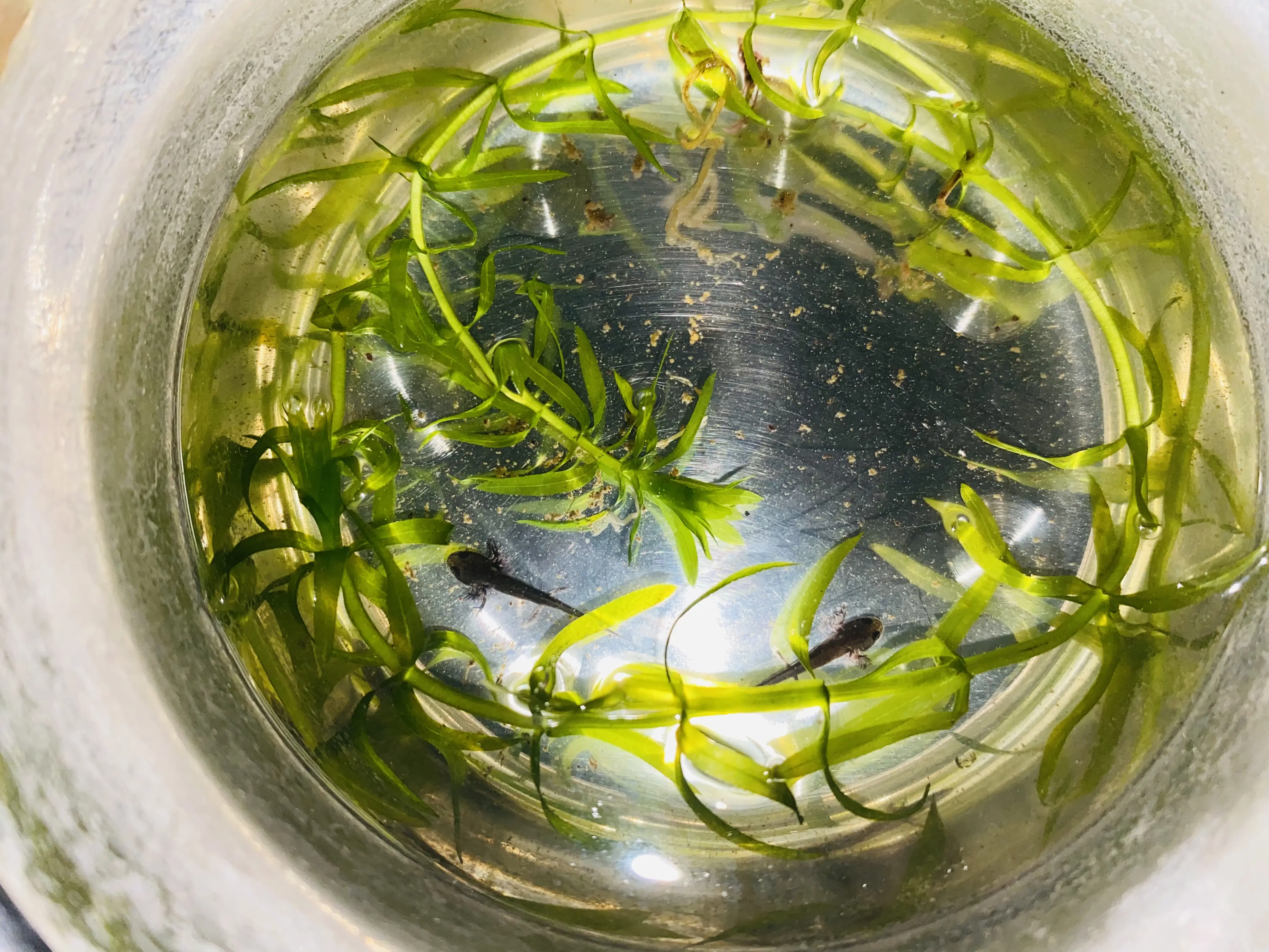 东方蝾螈蝌蚪带苗指南及上岸苗三阶段饲养法(个人经验总结)