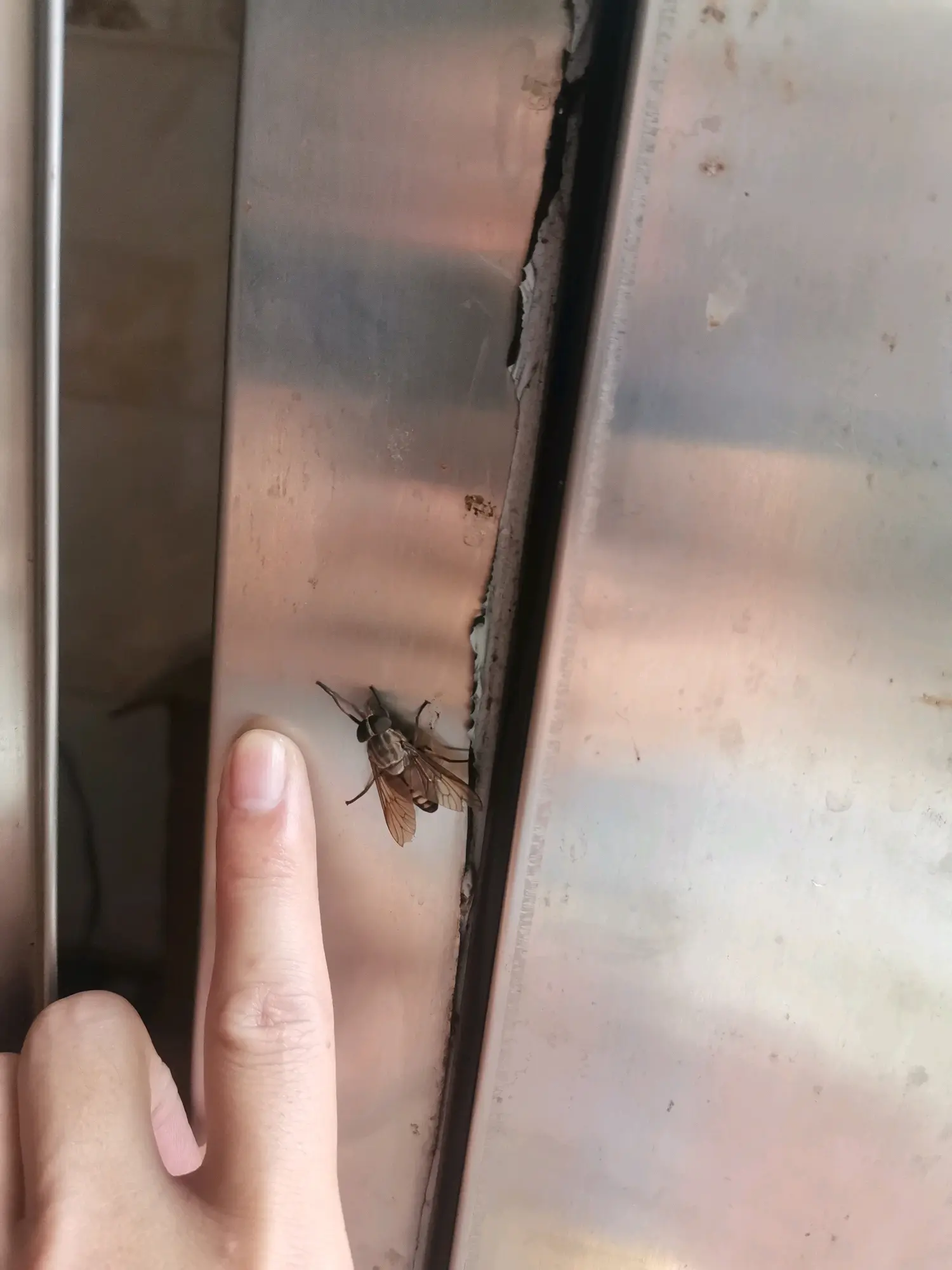 给北方的朋友看一下南方的苍蝇