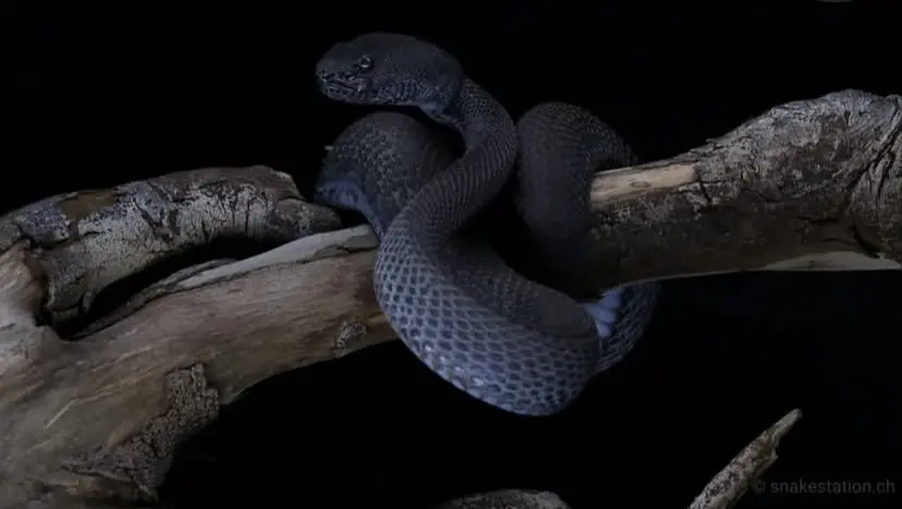 trimeresurus purpureomaculatus