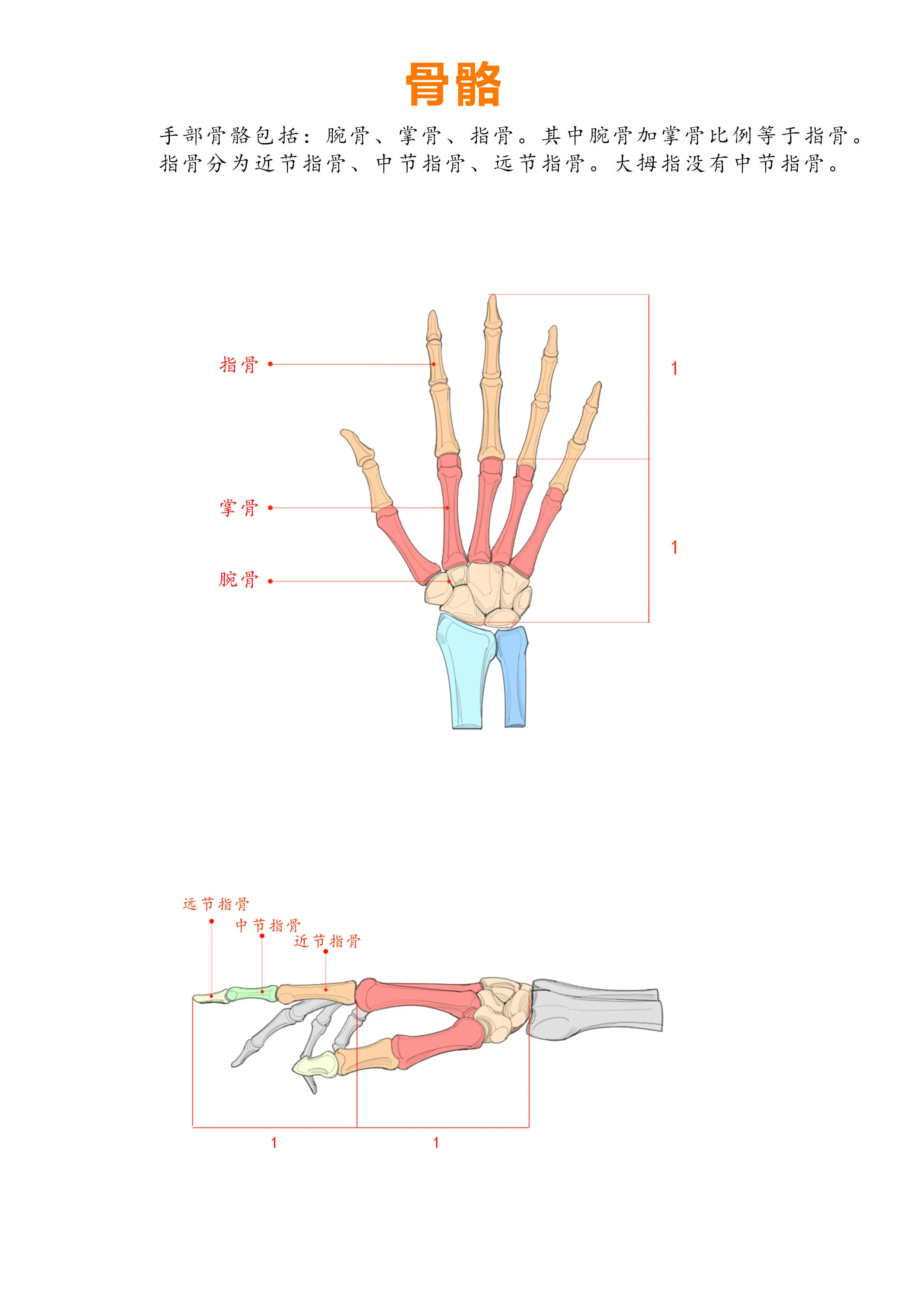 手骨骼结构图名称图片图片