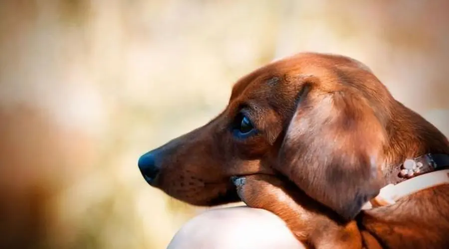 腊肠犬智商排名图片