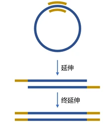 PCR定点突变原理和方法 - 哔哩哔哩