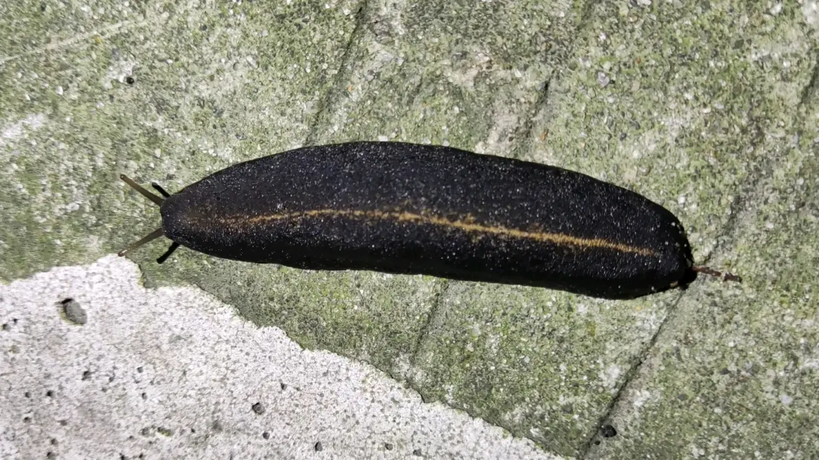 广州常见陆生软体动物盘点