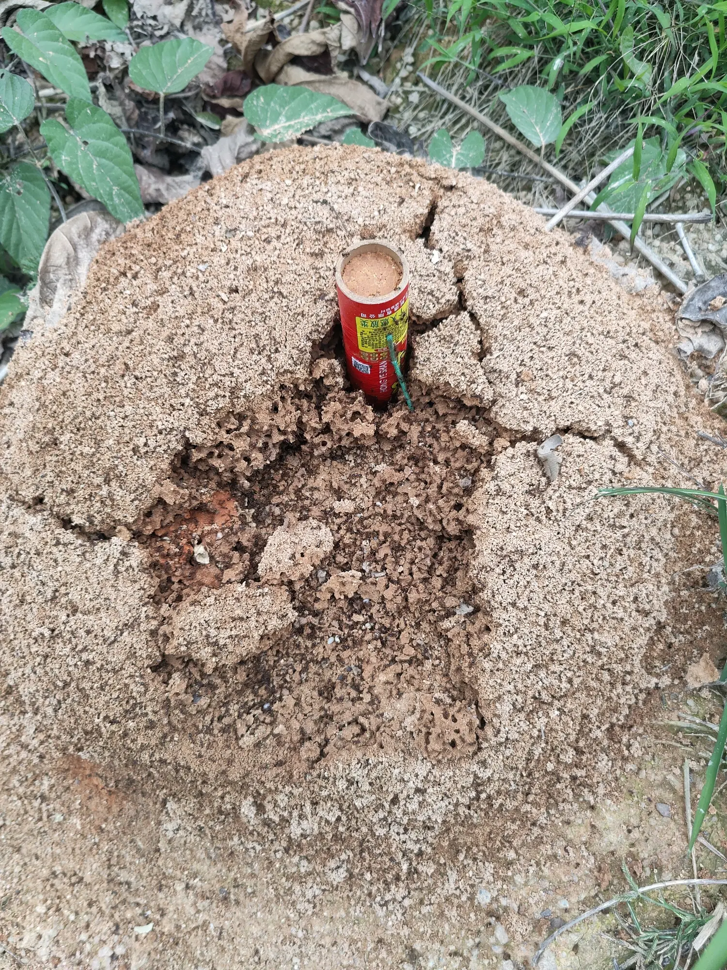 火力压制火红蚁窝