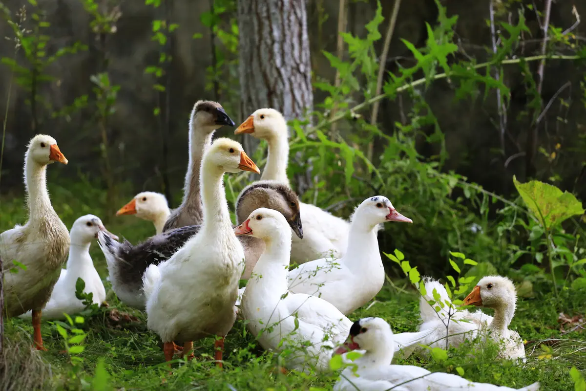 养殖肉鸭过程中,养殖户经常会发现有部分鸭子长的很慢,饲喂几月也不见