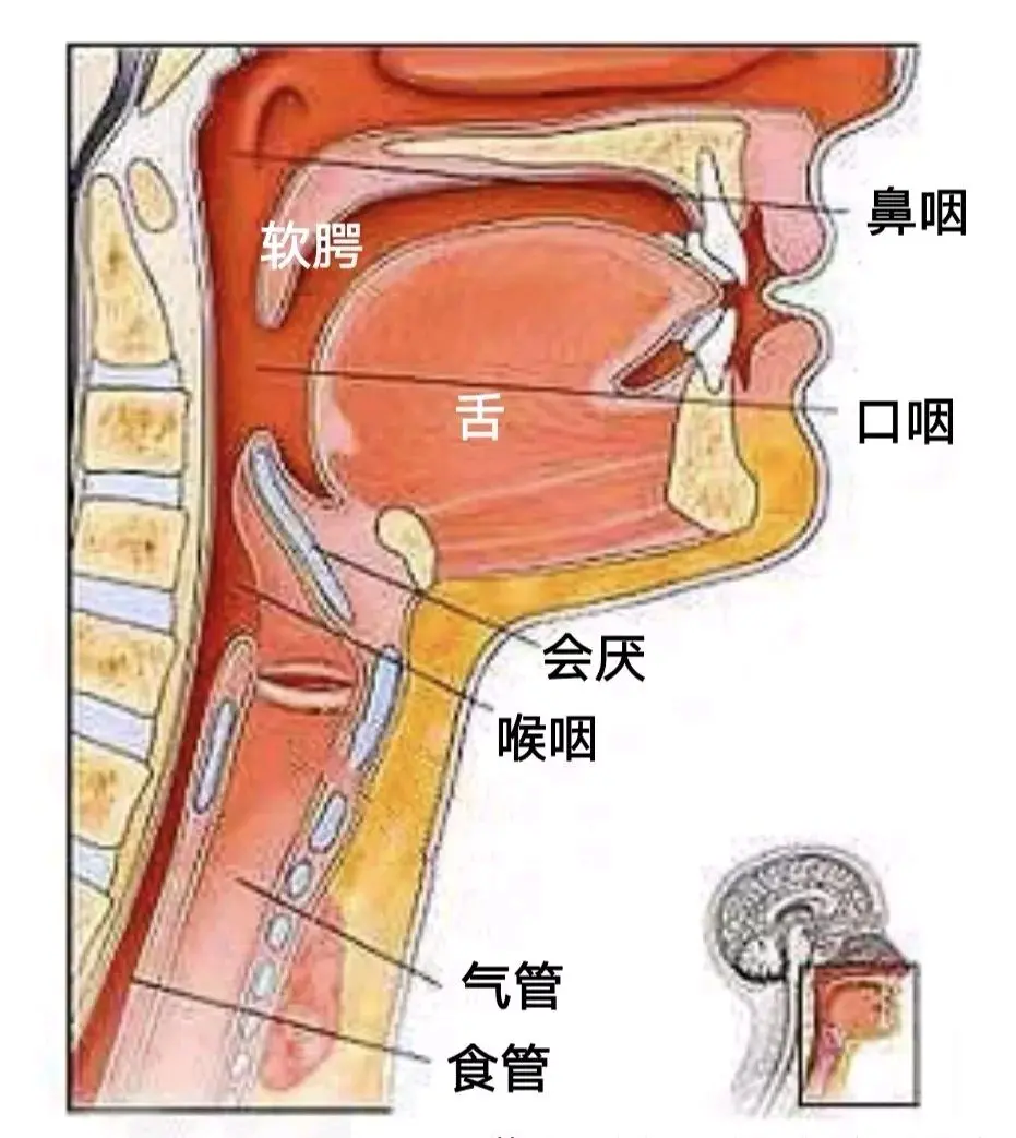 严重病变时,如严重的炎症水肿,癌症引起的肿大,将阻塞咽喉部,使患者