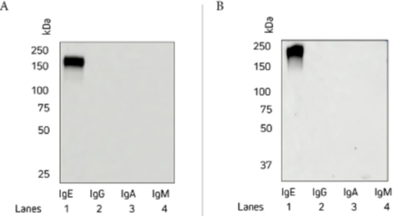 Jackson lmmunoResearch精品AntiHuman IgE Antibodies 哔哩哔哩