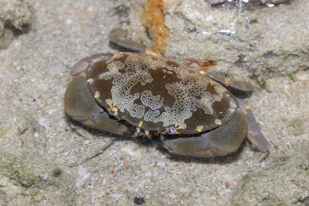 爱洁蟹属现有分类整理