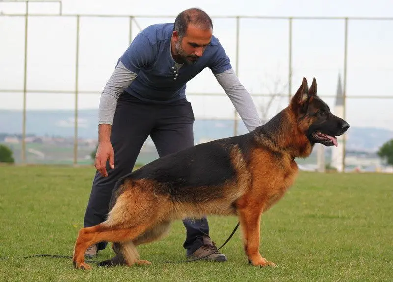 平背德牧犬舍图片