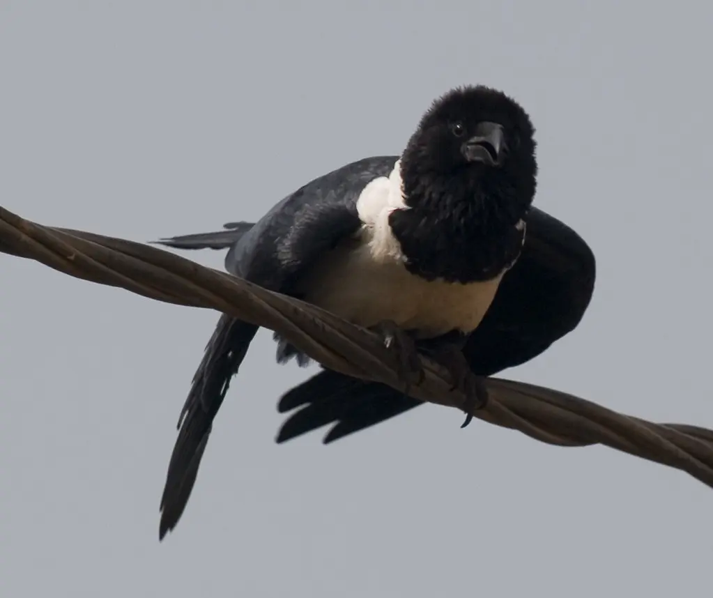 【图楼】非洲白颈鸦