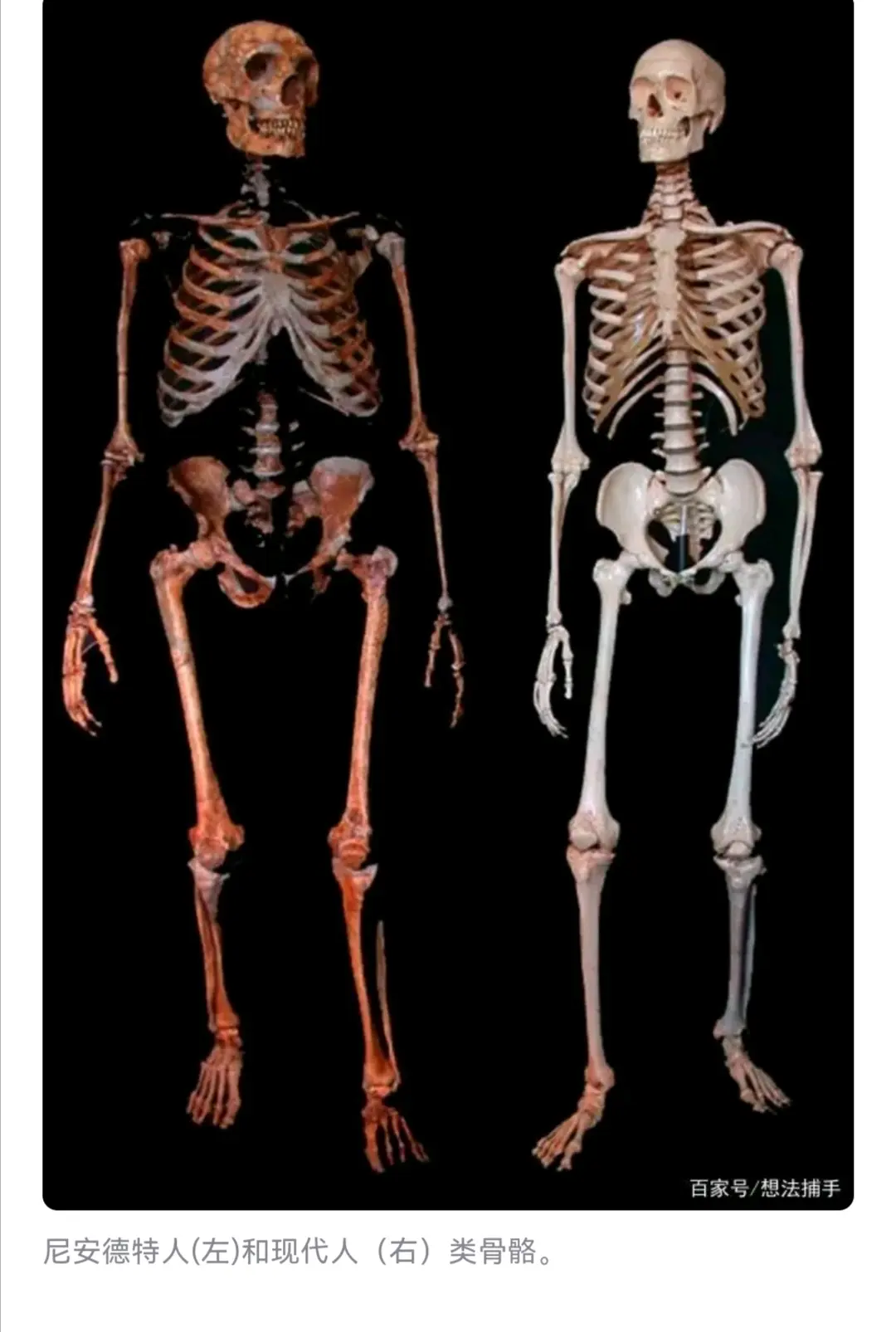 复原图尼安德特人和现代人对比,矮壮胸腔宽脖颈短,或者正面看是驼背头